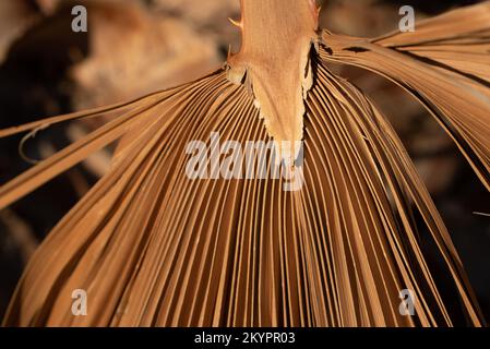 Gros plan et plan détaillé d'une feuille de palmier sèche. La feuille a beaucoup de plis comme un ventilateur. L'arrière-plan est marron. Banque D'Images