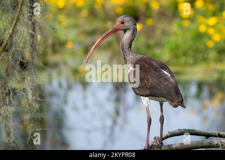 Un petit ibis blanc perché sur un magnifique fond