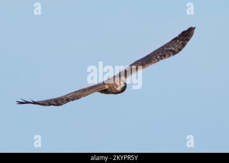 Un harrier du nord me regarde Banque D'Images