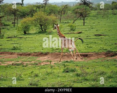 Jeune Masai Giraffe (Giraffa camelopardalis tippelskirchi ou Giraffa tippelskirchi) en cours d'exécution sur les prairies des zones de conservation de Masai Mara, Kenya, Afrique Banque D'Images