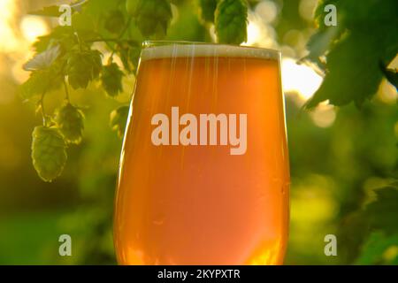 Verre de bière sur une plantation de houblon vert.mousse de bière gros-up.cônes de houblon et bière dans un verre. Matière première verte pour la production de bière. Boisson rafraîchissante. Banque D'Images