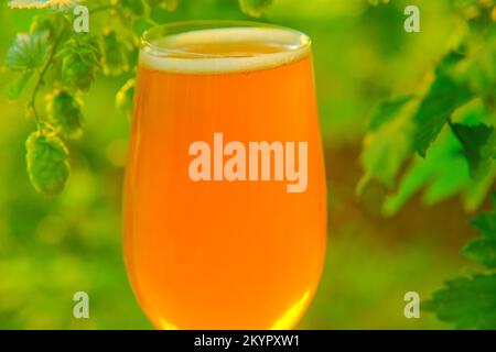 Verre à bière gros plan au soleil sur une plantation de houblon vert.mousse de bière gros plan.cônes de houblon et bière dans un verre. Matière première verte pour la production de Banque D'Images