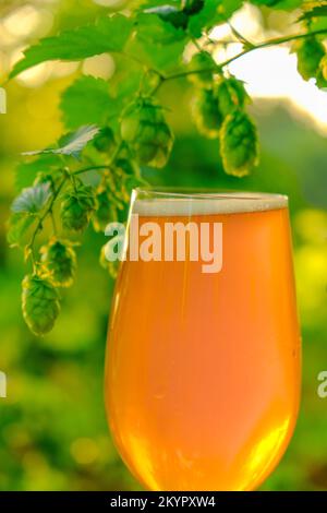 Verre à bière en gros plan sur une plantation de bonbon vert.cônes de houblon et bière Banque D'Images