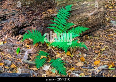 Lady Fern grandit dans une forêt de feuillus du nord du pays, dans les montagnes Pocono de Pennsylvanie Banque D'Images