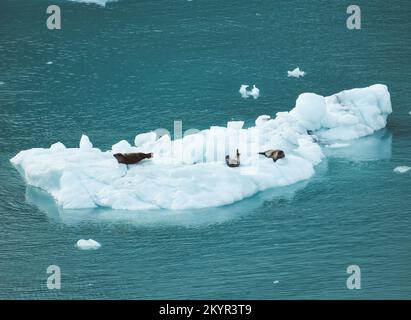 Trois phoques communs reposant sur la glace glaciaire dans la baie Glacier, en Alaska Banque D'Images