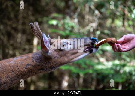 Tortue commune qui marche sur l'herbe Banque D'Images