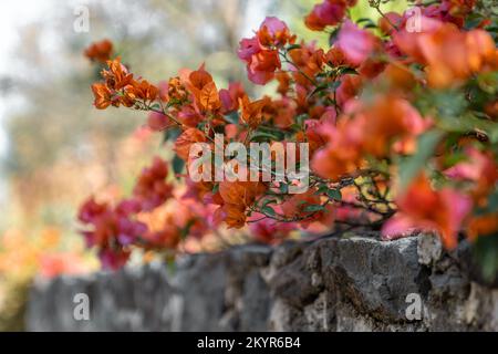 Un buisson de bougainvilliers luxuriant penchée au-dessus d'un vieux mur de pierre Banque D'Images
