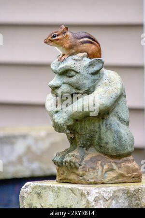 Chipmunk aime s'asseoir au-dessus de cette statue de gargouille sur mon porche avant, un bon endroit pour chercher le danger Banque D'Images