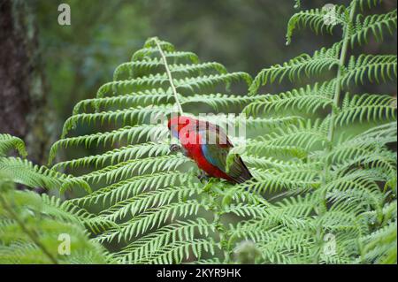 Les jeunes Rosellas cramoisi (Platycercus elegans) sont souvent pris pour les Parrots du roi (Aosterus), mais la gorge bleue et la plus petite taille sont un don. Banque D'Images