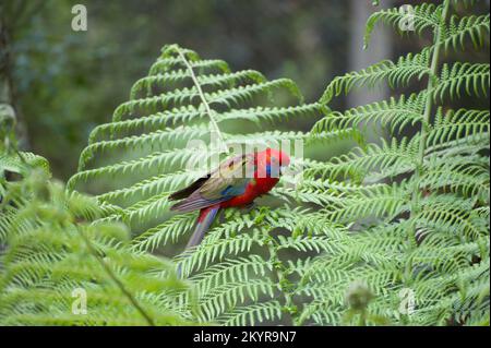 Les jeunes Rosellas cramoisi (Platycercus elegans) sont souvent pris pour les Parrots du roi (Aosterus), mais la gorge bleue et la plus petite taille sont un don. Banque D'Images