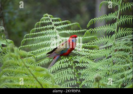 Les jeunes Rosellas cramoisi (Platycercus elegans) sont souvent pris pour les Parrots du roi (Aosterus), mais la gorge bleue et la plus petite taille sont un don. Banque D'Images