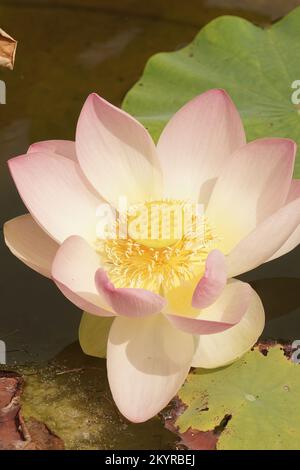 Gros plan détaillé sur une fleur blanche fragile et lumineuse du lotus sacré, Nelumbo nucifera sur l'eau Banque D'Images