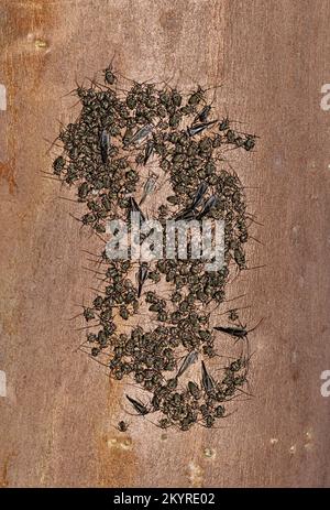 La colonie commune de Barklouse (Cerastipsocus venosus) se rassemblait sur une branche de myrte de Crepe à Houston, au Texas. Banque D'Images