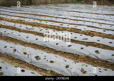 Rangées De Fraises Au Sol Recouvertes De Film De Paillis En Plastique Dans L'agriculture