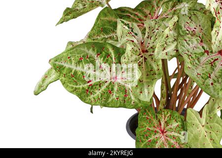 Feuille de la maison 'Caladium Miss Muffet' avec des feuilles roses et vertes avec des points rouges Banque D'Images