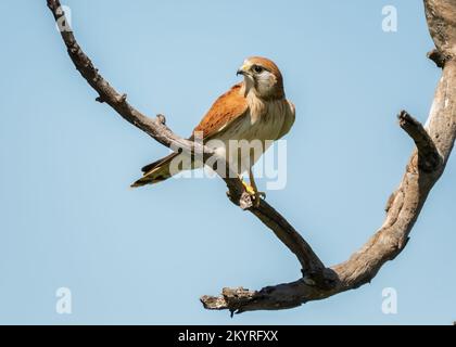 Nankeen Kestrel (falco centroides) perchée sur une ancienne branche sur un ciel bleu isolé avec de l'espace. Banque D'Images
