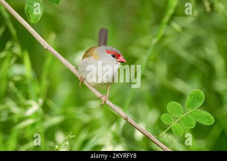 Un finch brun rouge ( neochmia temporalis ) perché sur une petite branche avec un fond vert. Banque D'Images