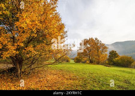 Arbres colorés dans un paysage brumeux d'automne. La zone de paysage protégée des montagnes de Strazov, Slovaquie, Europe. Banque D'Images