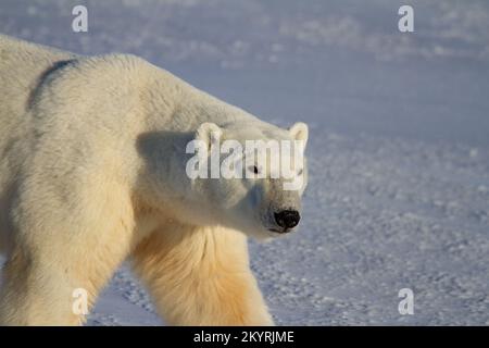 Gros plan d'un ours polaire marchant sur la neige par temps ensoleillé, près de Churchill, Manitoba Canada Banque D'Images