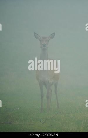 Rothirsch (Cervus elaphus) Hirschkuh BEI Nebel in den Alpen, Herbst, Wildpark Aurach, Kitzbühel, Österreich, Europe Banque D'Images