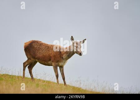 Rothirsch (Cervus elaphus) Hirschkuh BEI Nebel in den Alpen, Herbst, Wildpark Aurach, Kitzbühel, Österreich, Europe Banque D'Images