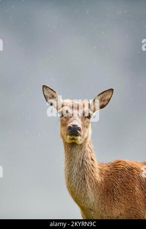 Rothirsch (Cervus elaphus) Hirschkuh BEI Nebel in den Alpen, Herbst, Wildpark Aurach, Kitzbühel, Österreich, Europe Banque D'Images