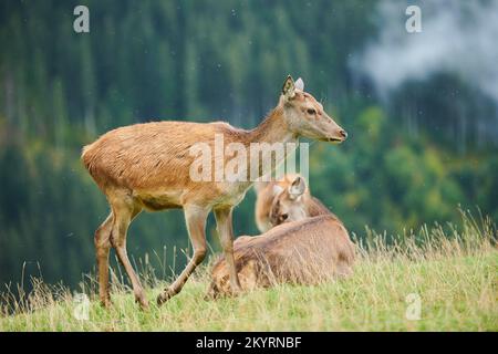 Rothirsch (Cervus elaphus) Hirschkuh BEI Nebel in den Alpen, Herbst, Wildpark Aurach, Kitzbühel, Österreich, Europe Banque D'Images