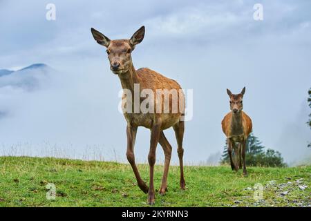 Rothirsch (Cervus elaphus) Hirschkuh BEI Nebel in den Alpen, Herbst, Wildpark Aurach, Kitzbühel, Österreich, Europe Banque D'Images