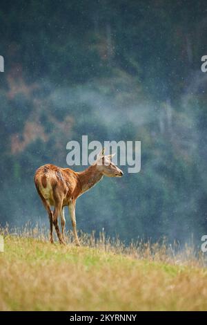 Rothirsch (Cervus elaphus) Hirschkuh BEI Nebel in den Alpen, Herbst, Wildpark Aurach, Kitzbühel, Österreich, Europe Banque D'Images