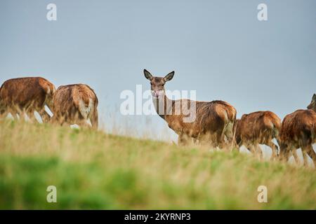 Rothirsch (Cervus elaphus) Hirschkuh BEI Nebel in den Alpen, Herbst, Wildpark Aurach, Kitzbühel, Österreich, Europe Banque D'Images