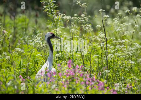 Grue commune (Grus Grus) oiseau adulte parmi les fleurs sauvages du printemps, Gloucestershire, Angleterre, Royaume-Uni, Europe Banque D'Images