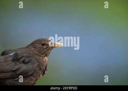 European blackbird (Turdus merula) Portrait de tête d'oiseau femelle adulte, Suffolk, Angleterre, Royaume-Uni, Europe Banque D'Images