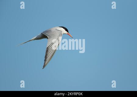 Sterne commune (Sterna hirundo) oiseau adulte en vol, Suffolk, Angleterre, Royaume-Uni, Europe Banque D'Images