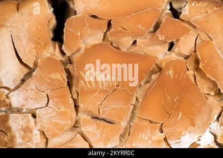 Levure de boulanger séchée (Saccharomyces cerevisiae), photographie alimentaire Banque D'Images