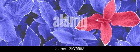 Arrière-plan des feuilles en gros plan en couleur Viva Magenta. Modification des couleurs du concept de l'année. Très Peri et Viva Magenta. Banque D'Images