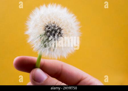 Pissenlit fleur blanche tenir la main sur l'arrière-plan Banque D'Images