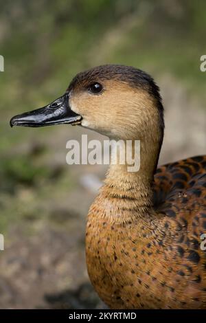 Errance sifflante-canard (Dendrocygna arcuata) animal captif Australie Banque D'Images