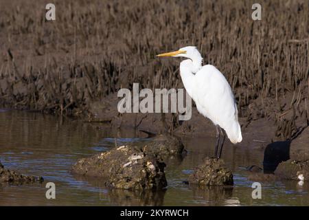 Grand Egret (Ardea alba) Bundaberg Australie Banque D'Images