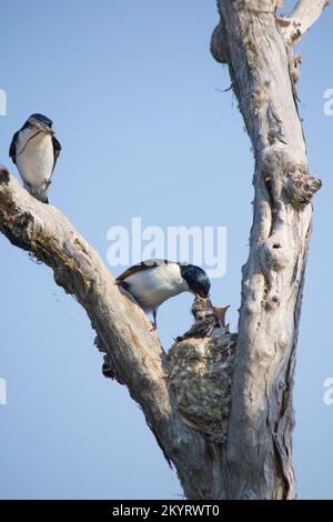 Deux Flycatchers sans repos nourrissant leurs oisillons.Myiagra inquieta Bundaberg Australie Banque D'Images