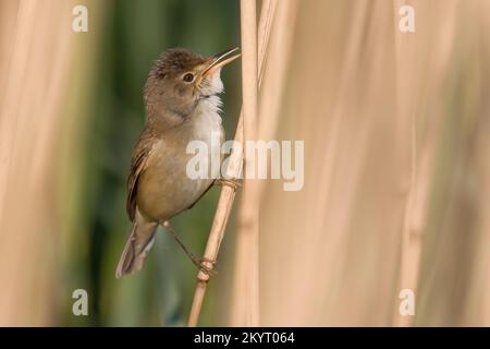 Paruline à roseau (Acrocephalus scirpaceus) assise sur une tige à roseau, Hesse du Nord, Hesse, Allemagne, Europe Banque D'Images