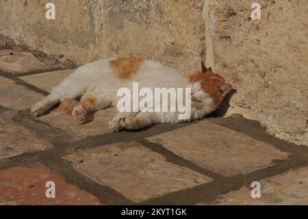 Chat rouge latent fatigué couché Lazy au soleil Banque D'Images