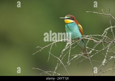 L'apiculteur européen (Merops apiaster) à Monfragüe, Extremadura, Espagne, Europe Banque D'Images