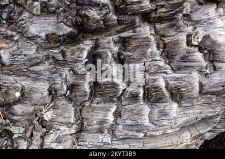 Arrière-plan de l'écorce de l'arbre brûlé. Texture inclinable du bois brûlé. Mise au point sélective Banque D'Images