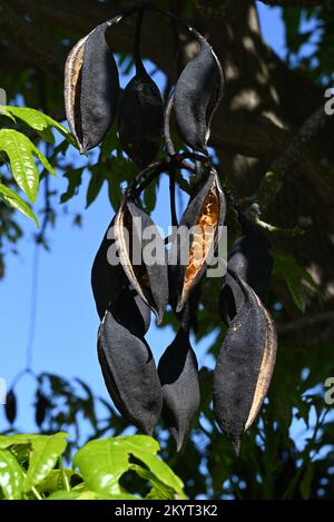 Ouvrir les gousses de graines noires de l'arbre de kurrajong, brachychiton populneus, révélant leur intérieur jaune tout en pendant d'une branche haute Banque D'Images