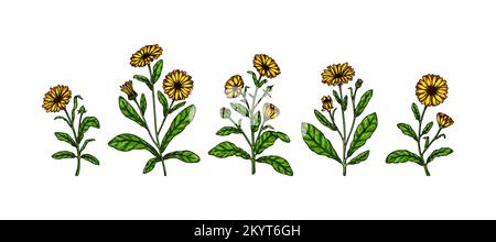 Ensemble de plantes à fleurs calendula dessinées à la main isolées sur fond blanc. Illustration vectorielle dans un style d'esquisse coloré. Élément de conception botanique Illustration de Vecteur