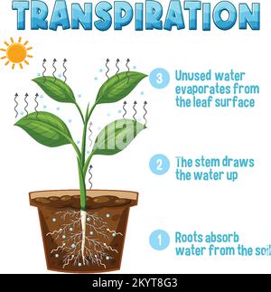 Schéma illustrant la transpiration végétale Illustration de Vecteur
