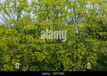 Pimpinella anisum. Arrière-plan nature en fleurs. Plante médicinale saine. Prairie verte d'été. Banque D'Images