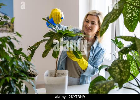 Une jeune femme d'affaires vaporise des plantes dans des pots de fleurs. Femme prenant soin de l'usine de maison. Femme prenant soin des plantes à sa maison, pulvérisant une plante avec pure Banque D'Images