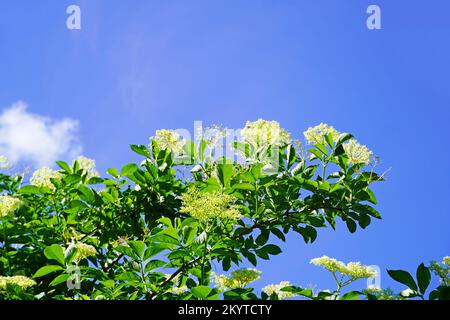 Fleur de sureau avec ciel bleu en arrière-plan. Sambucus Banque D'Images