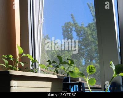 semis d'aubergines et de courgettes dans de grands récipients debout sur la fenêtre donnant sur le ciel bleu de printemps et le feuillage frais des arbres Banque D'Images